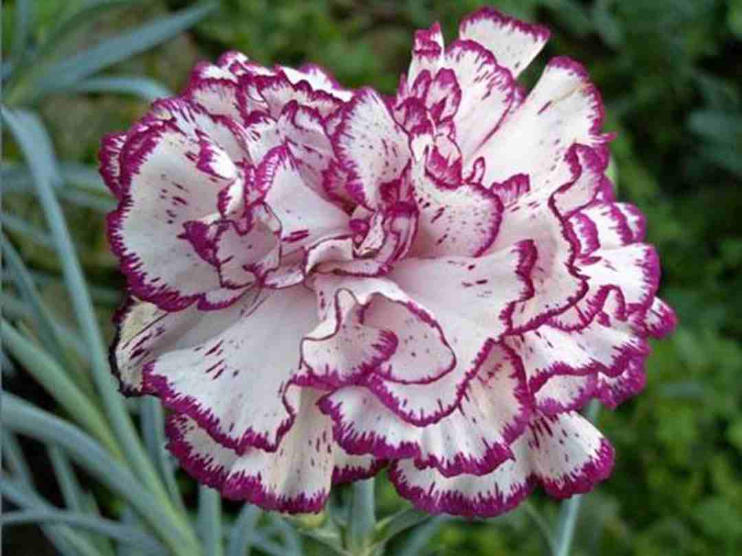 Hoa cẩm chướng – Cánh bướm xòe khoe sắc