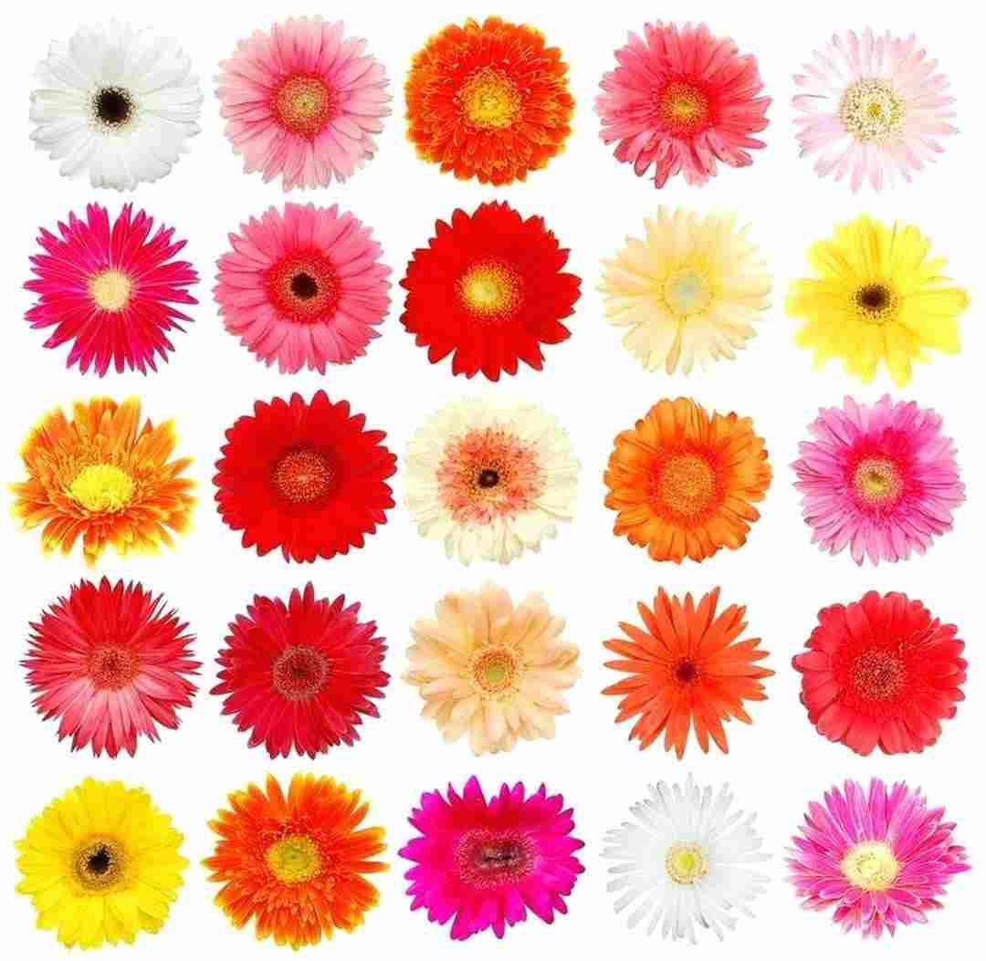 Ý nghĩa trong từng màu sắc của hoa