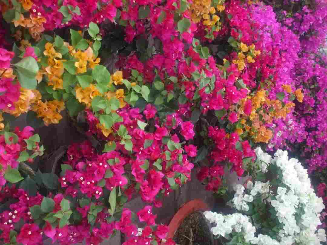 Bông hoa với đa màu sắc