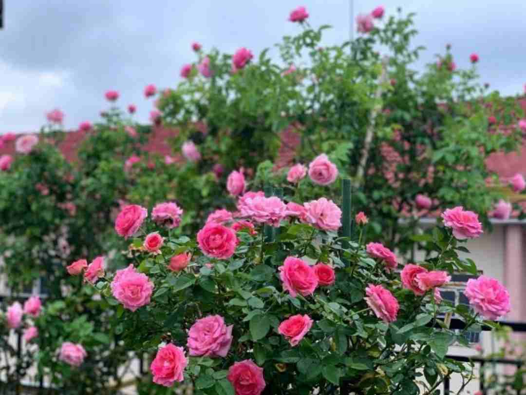 Hoa hồng phát triển thành những bụi hoa xinh đẹp