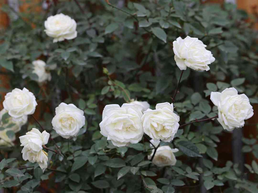 Vẻ đẹp tinh khôi trong sắc trắng cây hồng