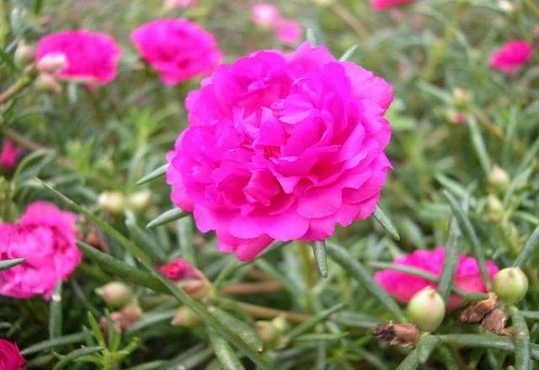 Màu hồng của hoa tượng trưng cho sự nhẹ nhàng trong tình cảm