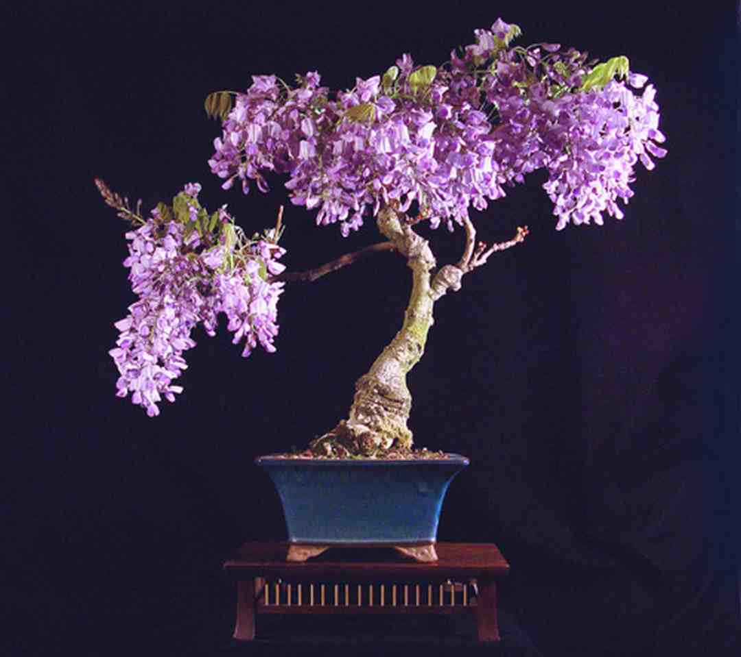 Tử đằng cảnh bonsai