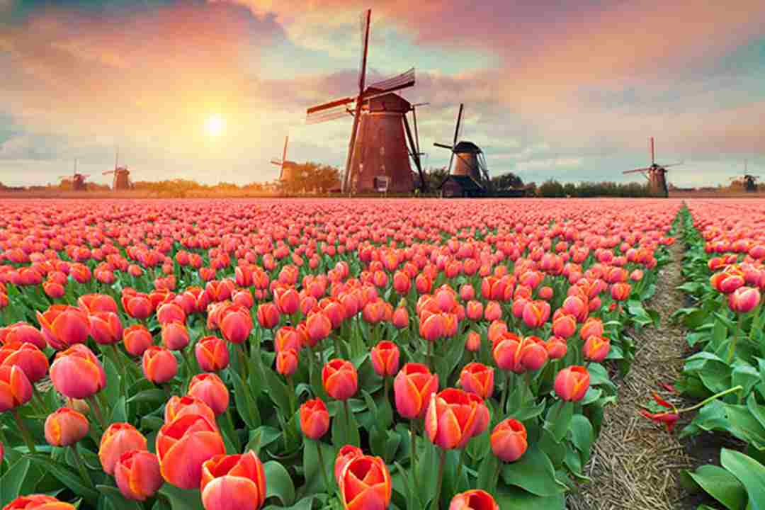 Hoa tulip và cối xay gió đại diện cho Hà Lan