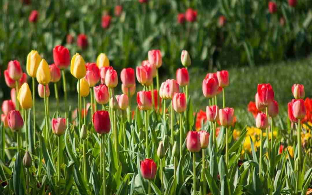 Điêu đứng bởi vẻ đẹp của vườn tulip