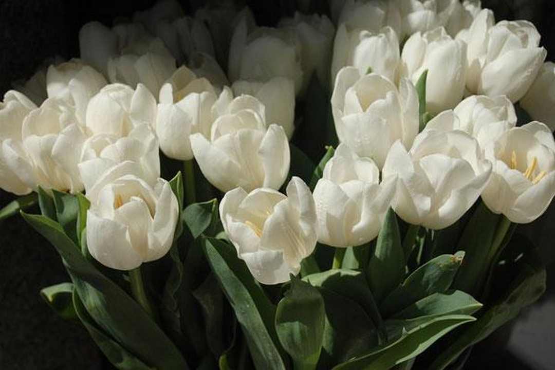 Nét đẹp tinh khôi của tulip trắng