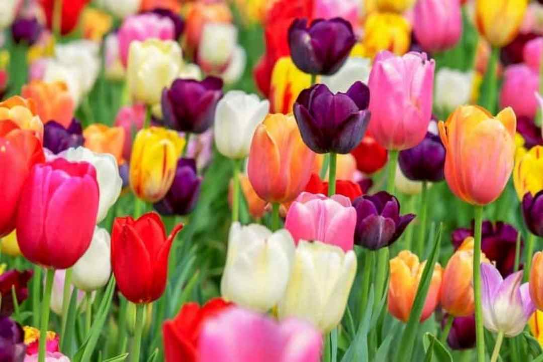 Hoa tulip với đa dạng màu sắc
