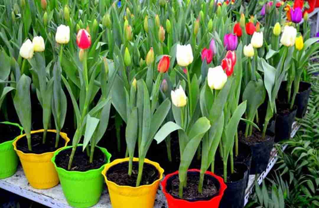 Trồng và chăm tulip đúng cách