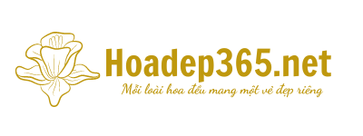 logo-hoadep365