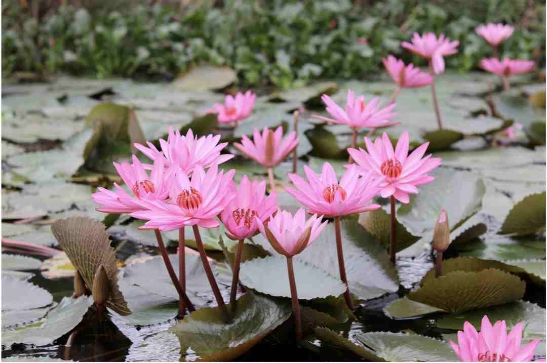 Loài hoa đẹp xuất hiện nhiều tại các ao hồ