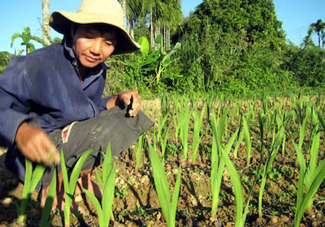 Trồng hoa lay ơn nở đúng mùa vụ