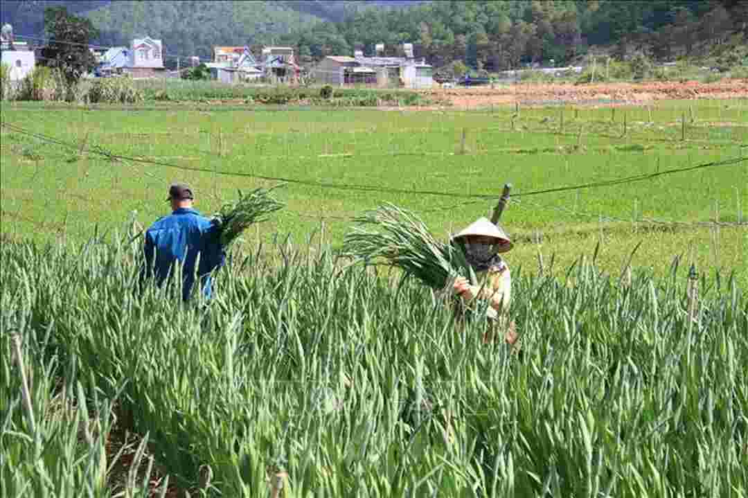 Hoa lay ơn trồng ngoài đồng. Ảnh minh họa.