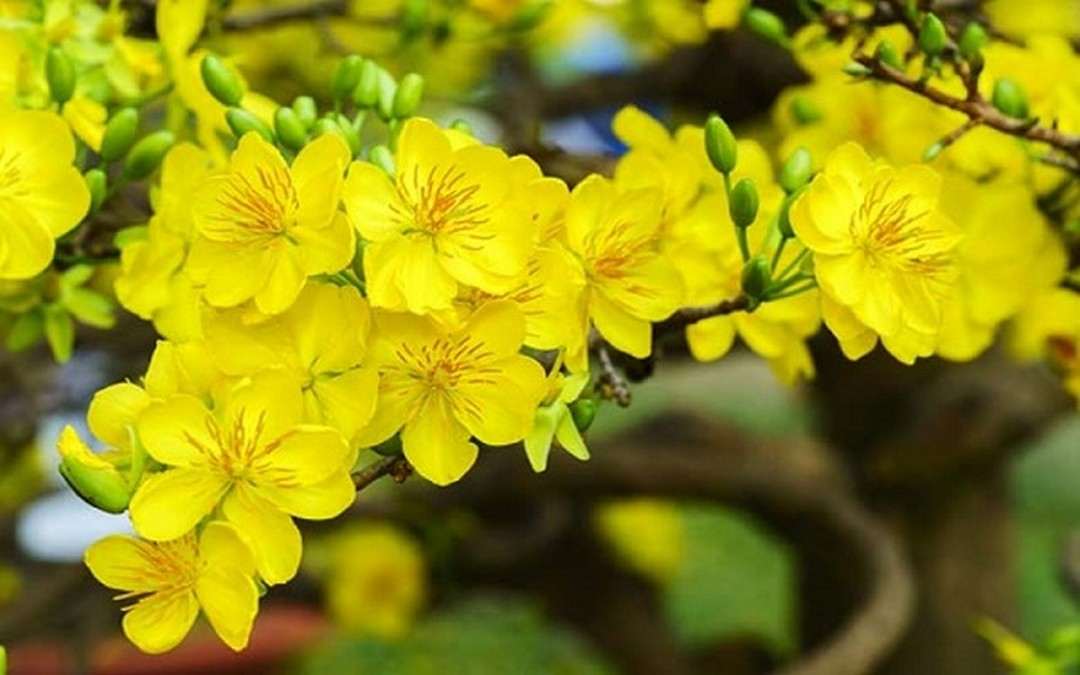 Đặc điểm của cây hoa mai có rất nhiều chi tiết dễ dàng nhận diện