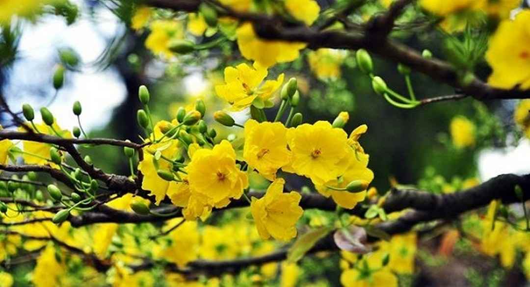 Hoa mai có màu vàng và thường mọc thành chùm