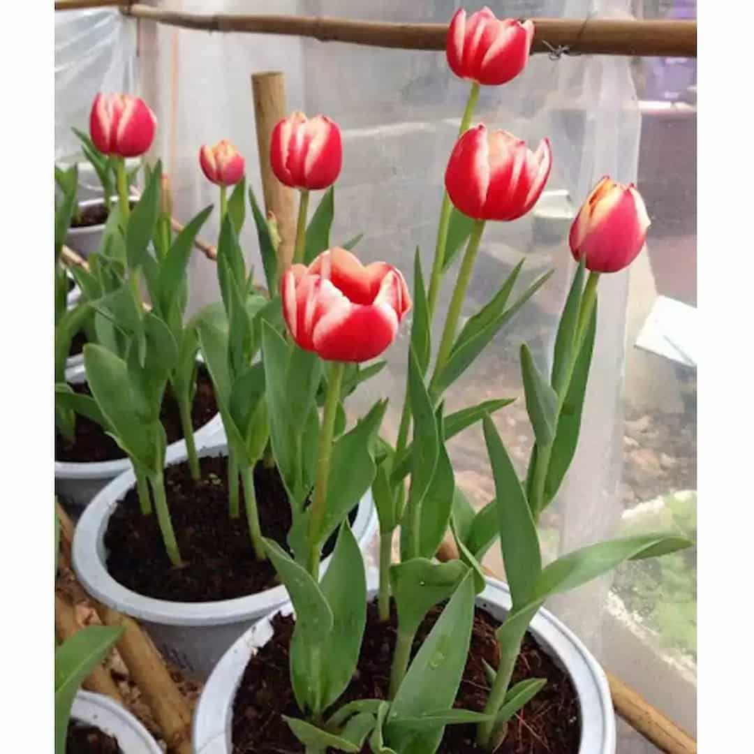 Một vài yêu cầu cần chú ý khi trồng tulip trong chậu