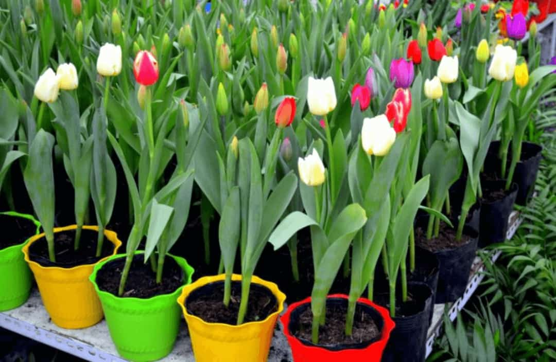 Cách trồng hoa tulip và chăm sóc hàng ngày