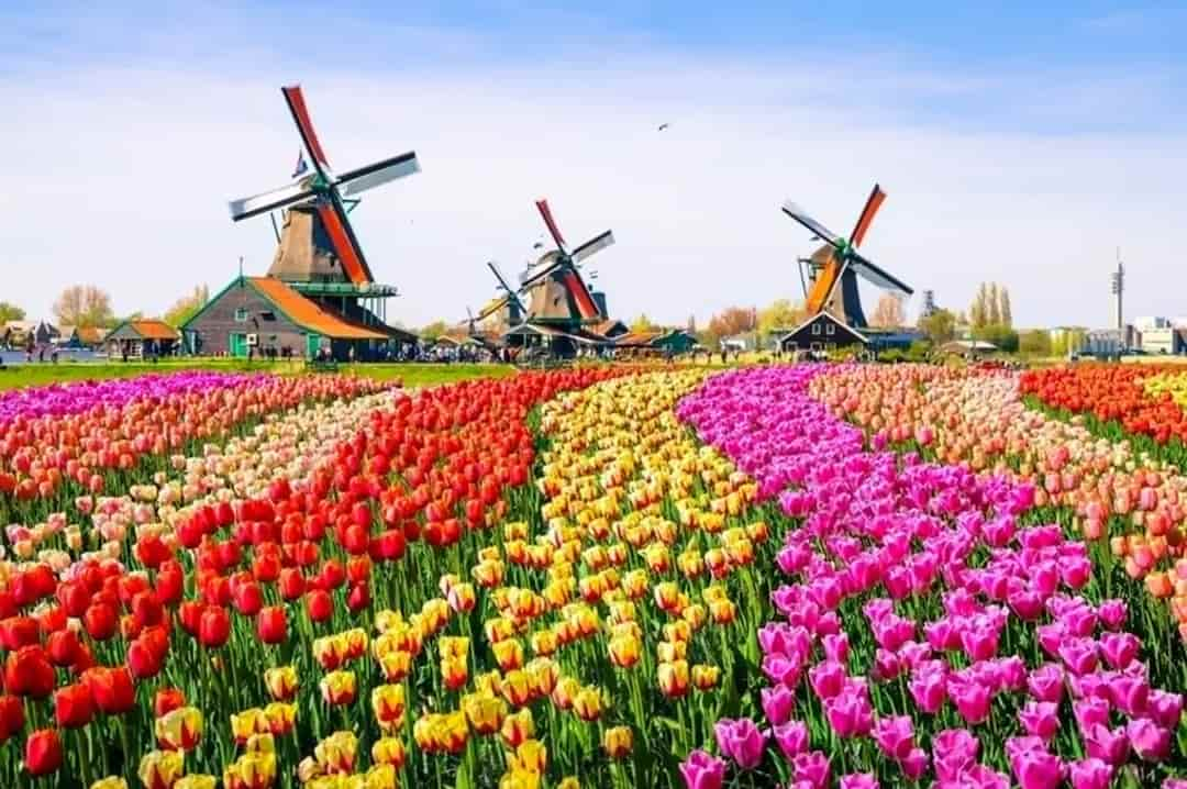 Địa điểm và thời điểm ngắm hoa Tulip ở Hà Lan