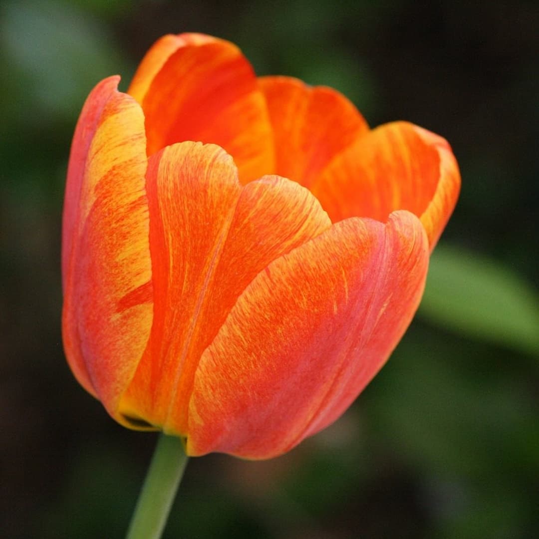 Ý nghĩa hoa tulip hồng