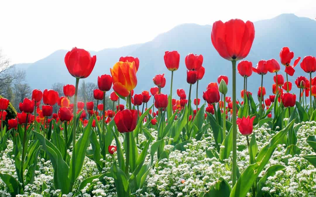 Ý nghĩa các loại hoa tulip