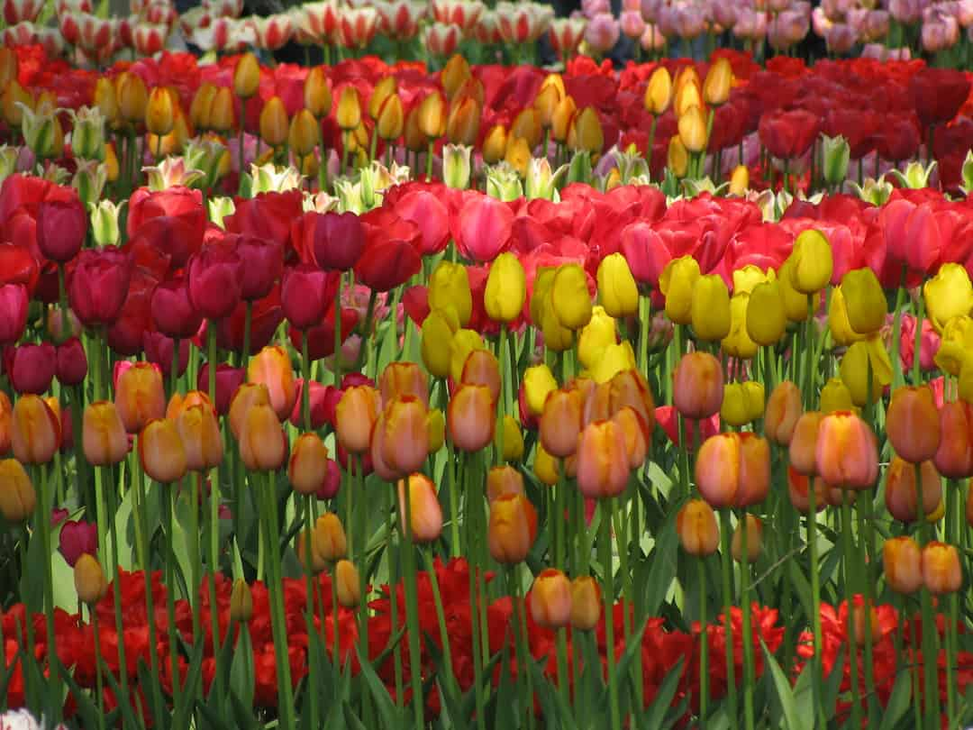 Đặc điểm của hoa tulip