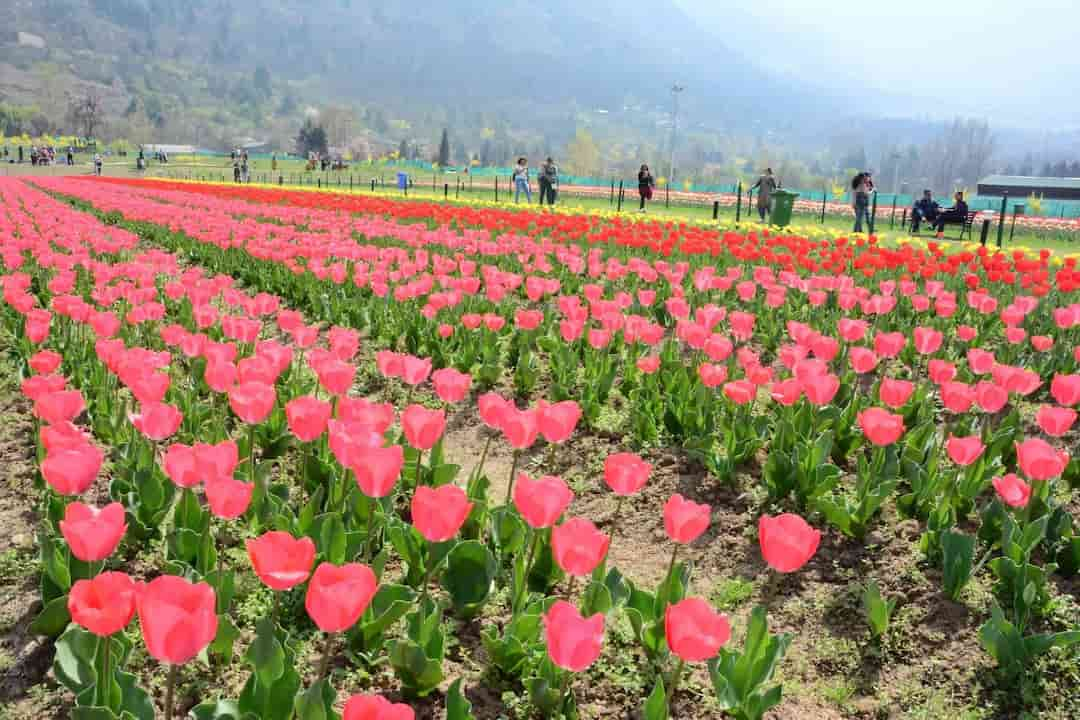 Ý nghĩa hoa tulip đỏ