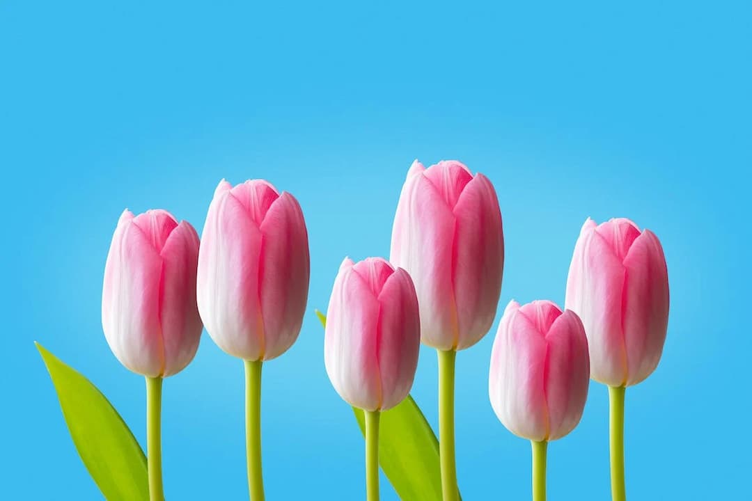 Ý nghĩa hoa tulip trắng