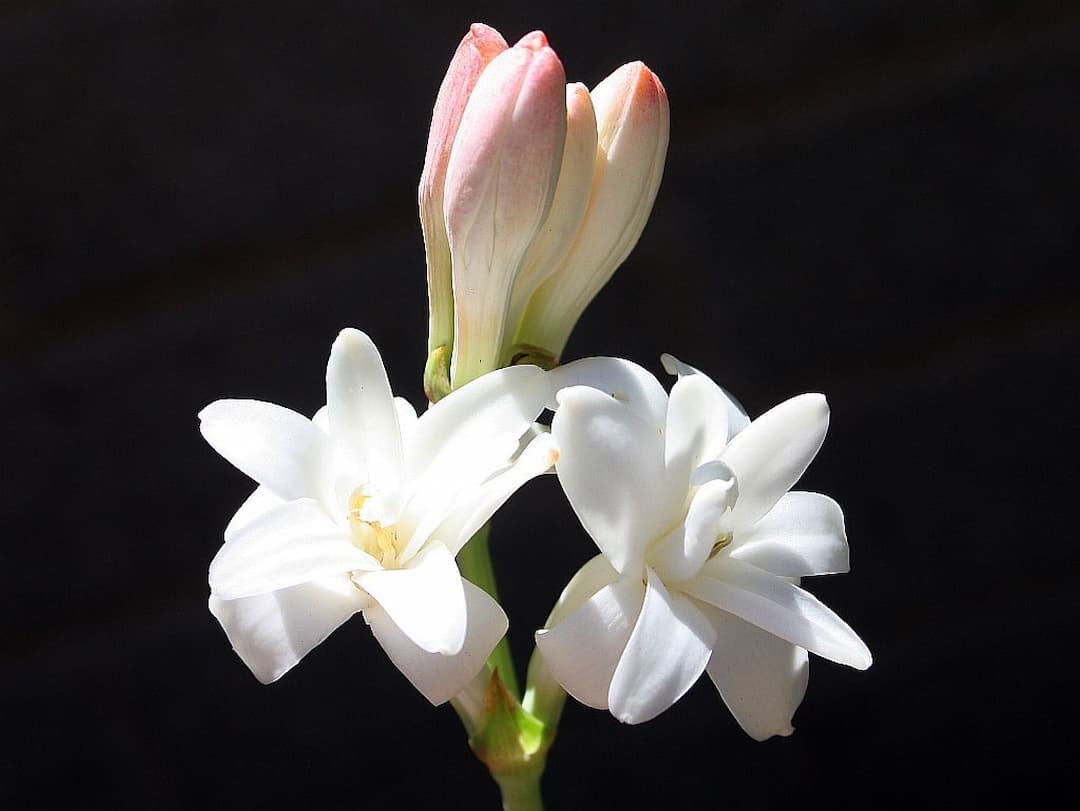 Giới thiệu hoa huệ trắng