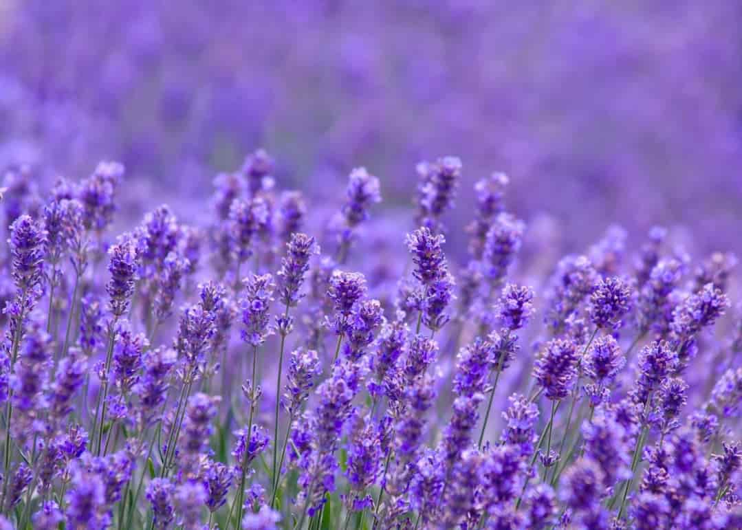 Nguồn gốc của Hoa lavender