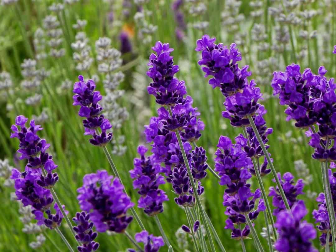 Nguồn gốc, đặc điểm của hoa lavender