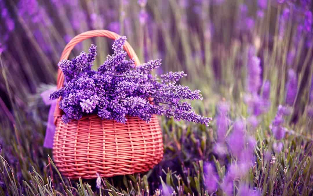 Chăm sóc cây con hoa lavender