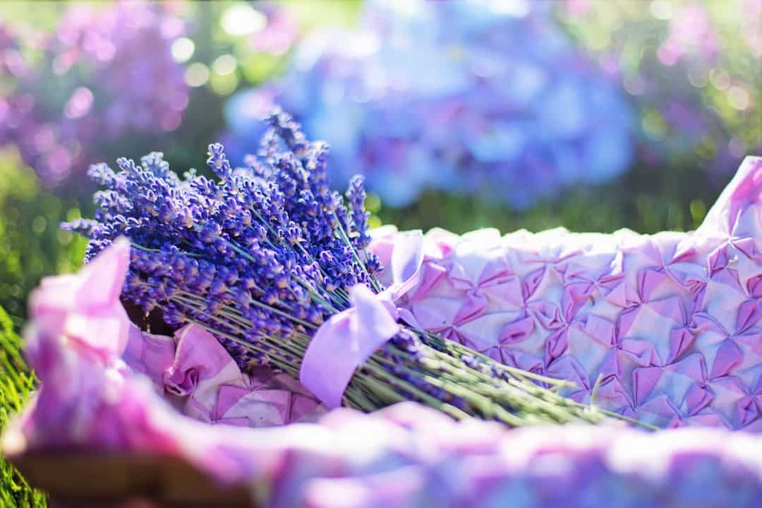 Những Cánh đồng hoa oải hương đẹp nhất ở Provence