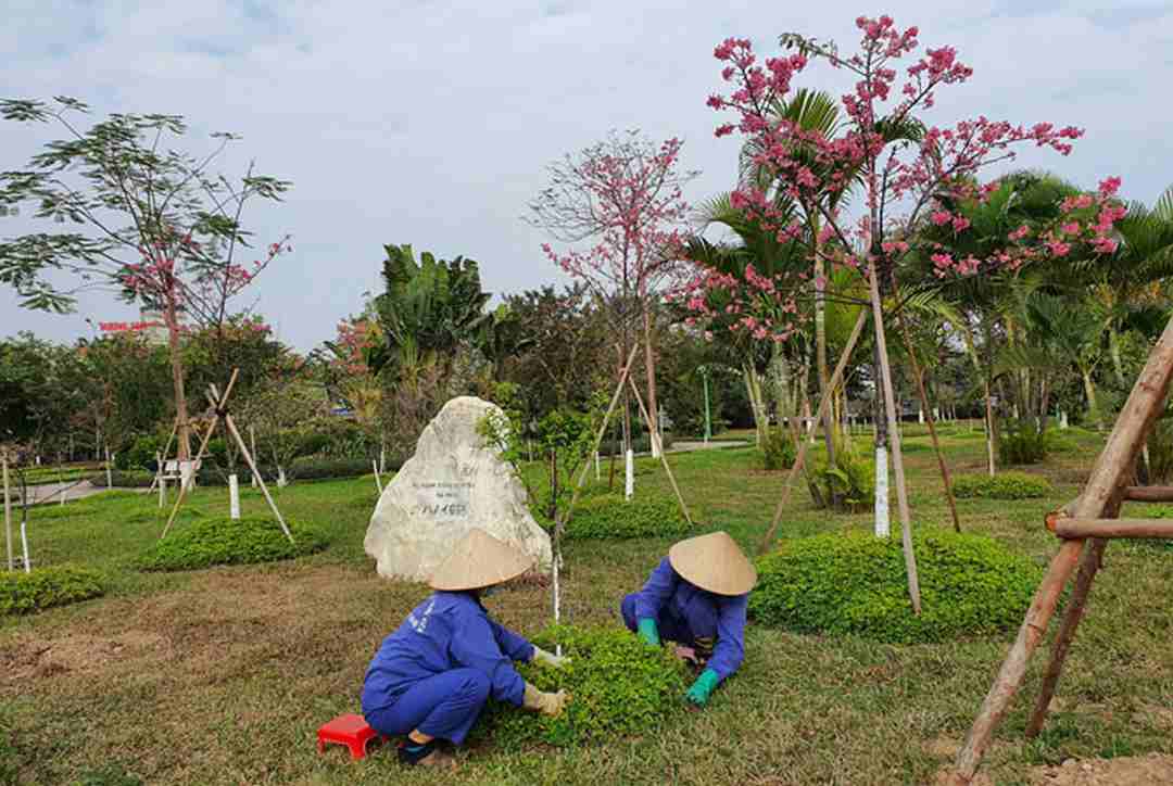 Cách chăm sóc hoa anh đào để phát triển tốt nhất