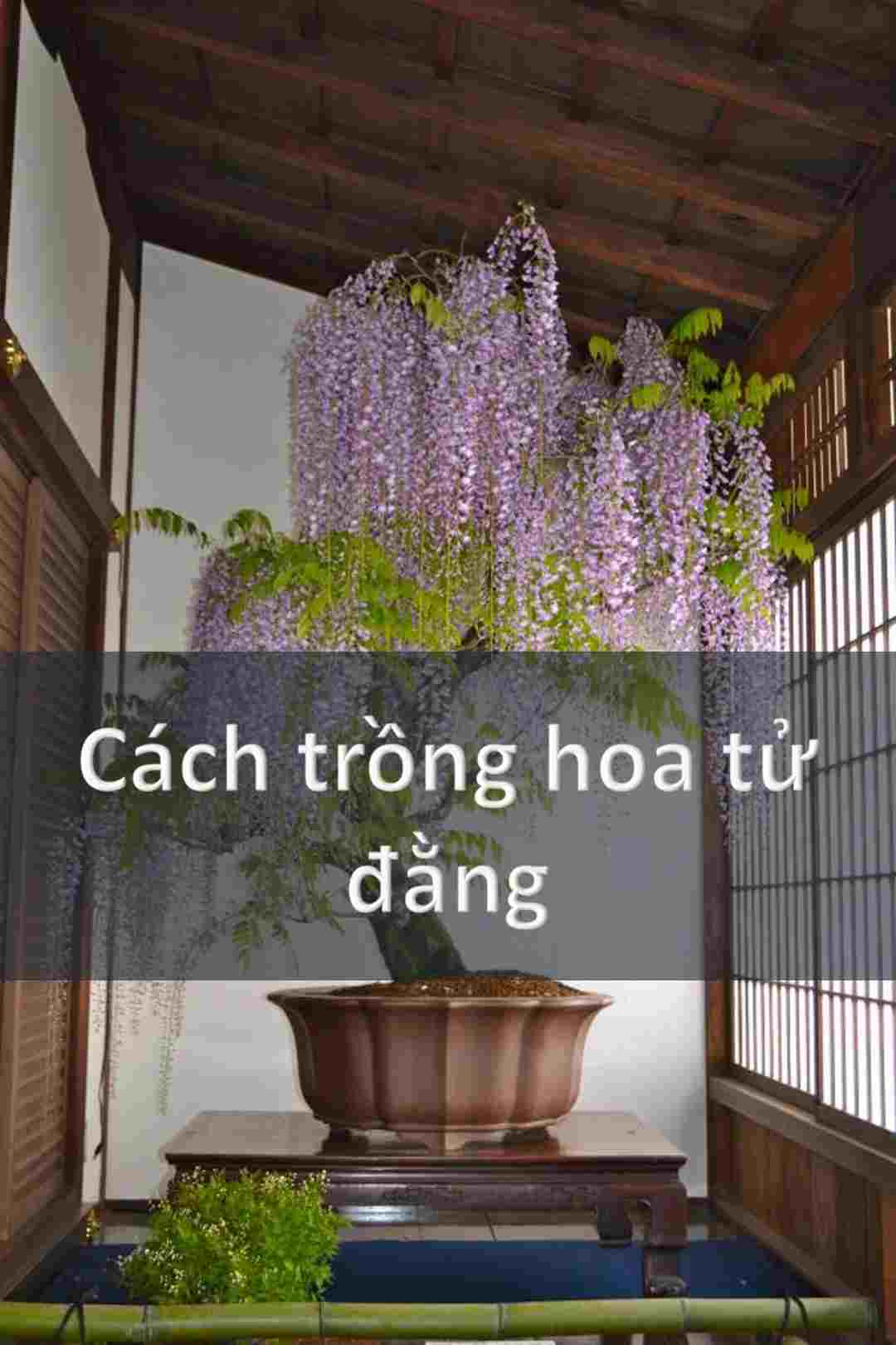 Cách trồng hoa tử đằng đúng cách