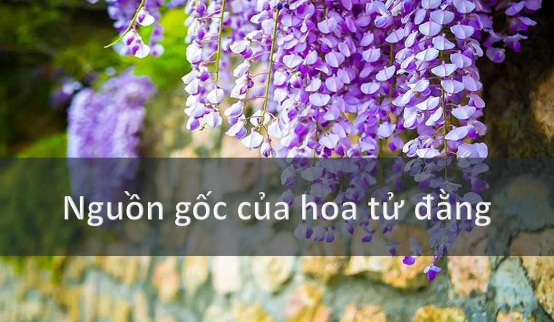 Nguồn gốc của Hoa Tử Đằng