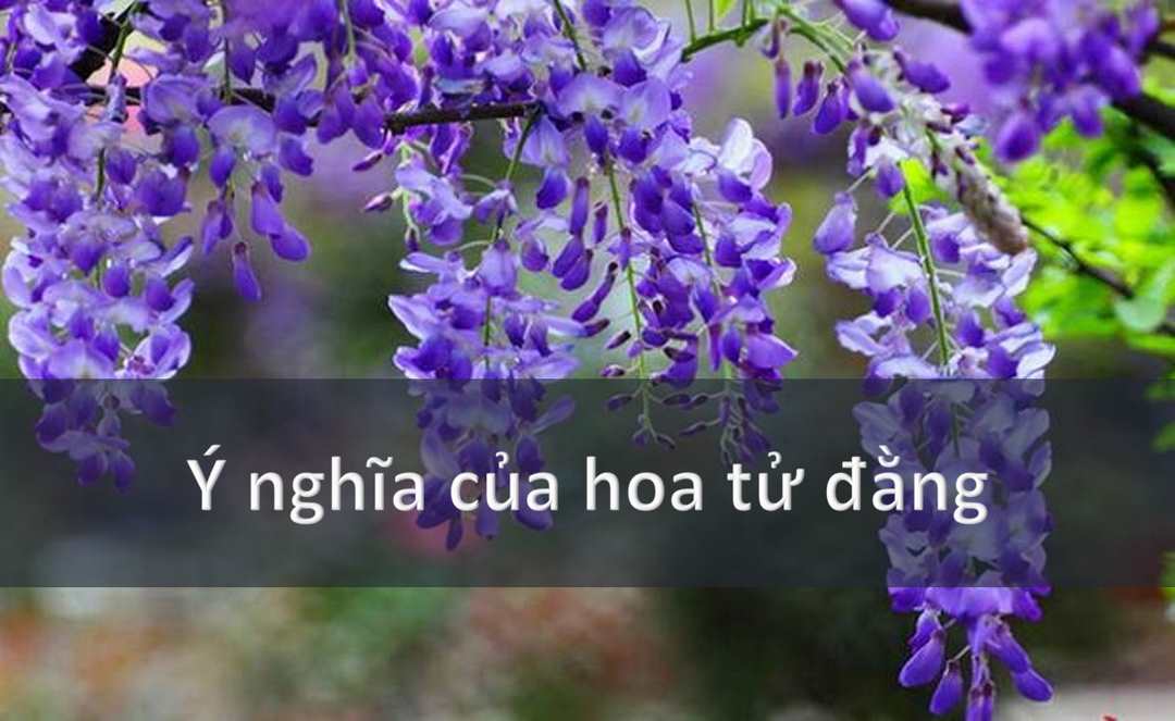 Ý Nghĩa Của Hoa Tử Đằng Trong Văn Hóa