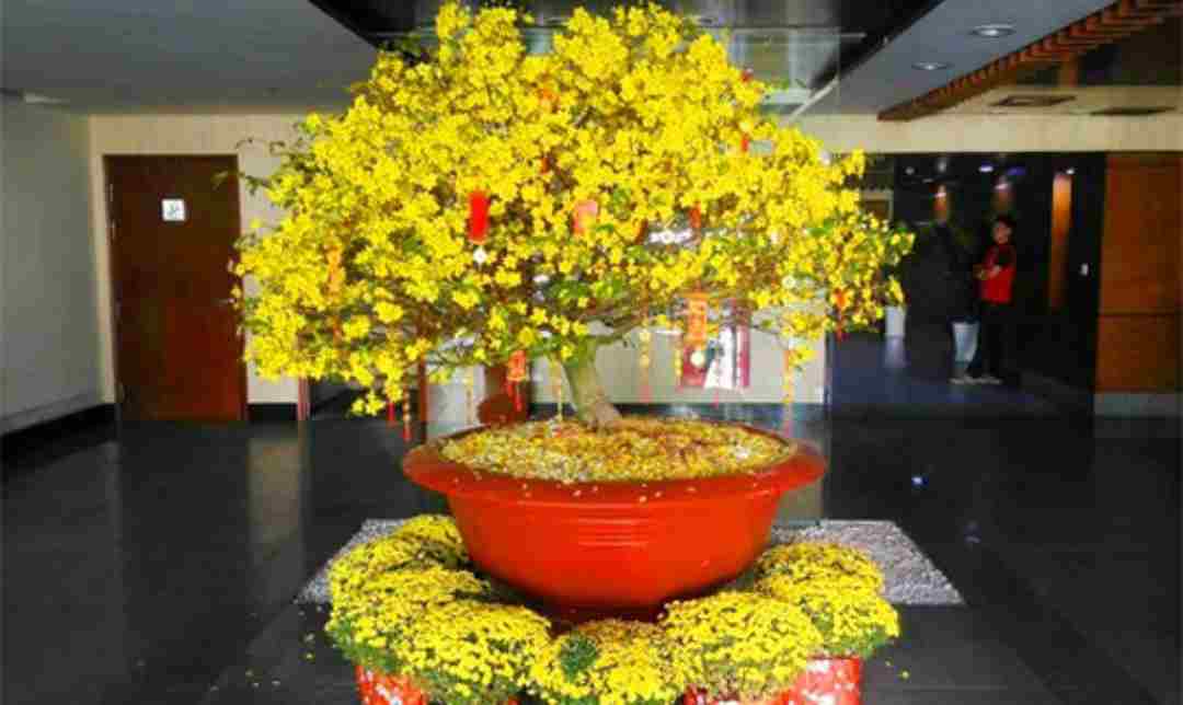 Hoa mai vàng và ý nghĩa của hoa mai vào ngày Tết Nguyên Đán